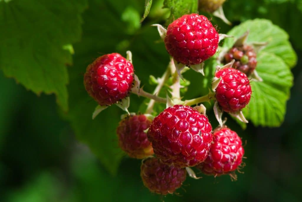 framboise