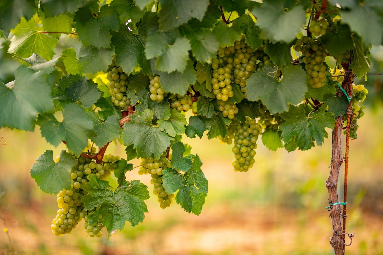 cépages de vin