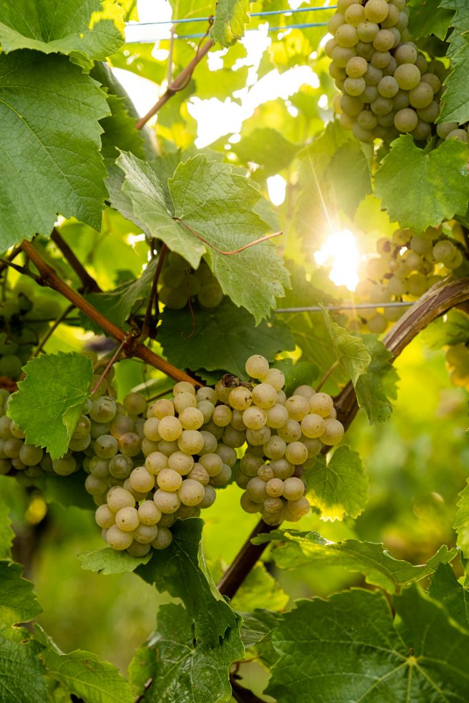 vignes
