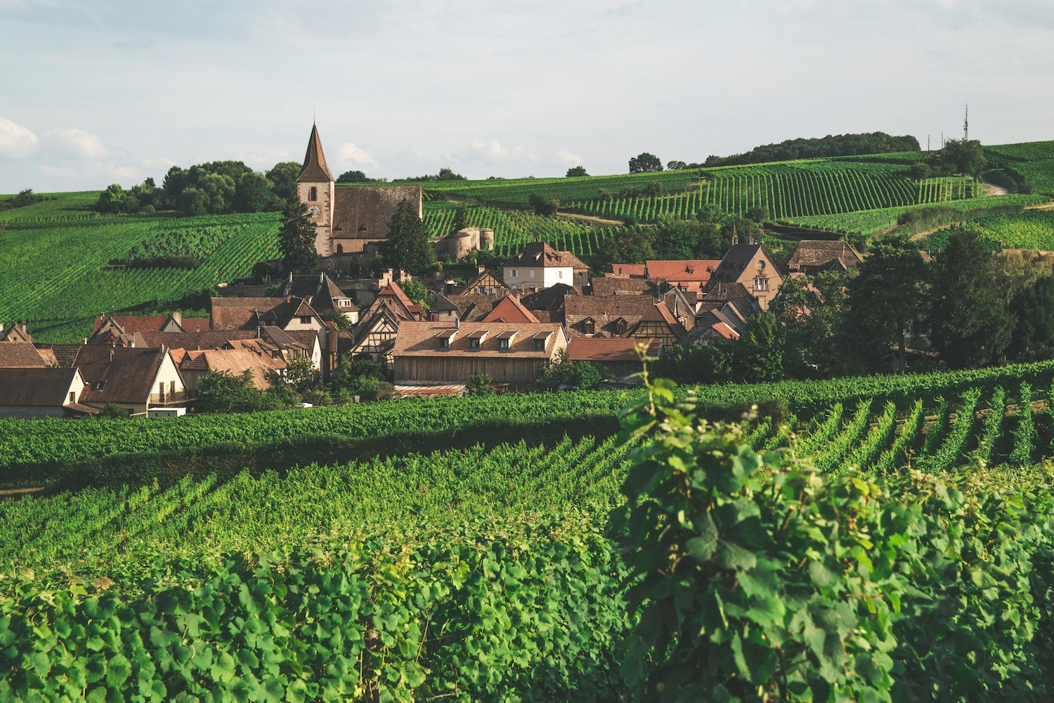 vin blanc d’Alsace
