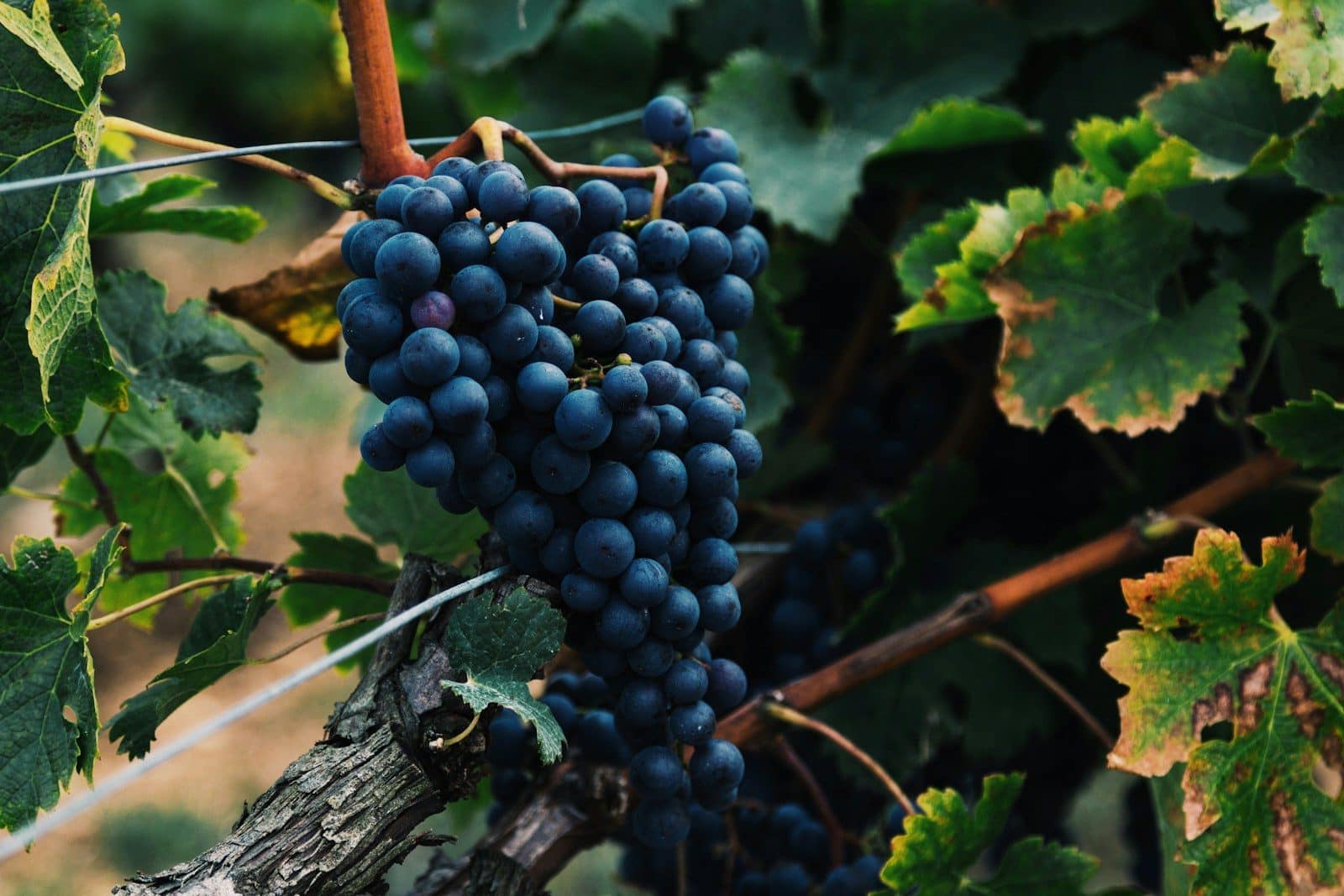 vin primeur
