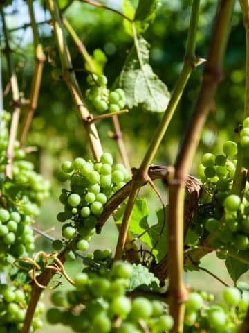 vin biologique