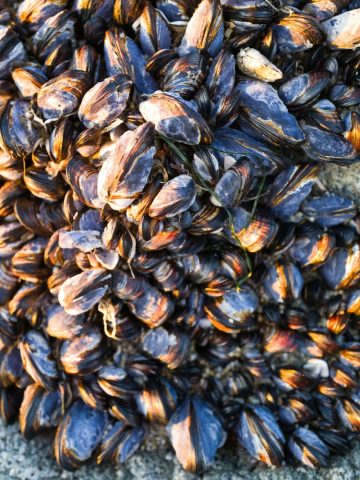 portion moules par personne