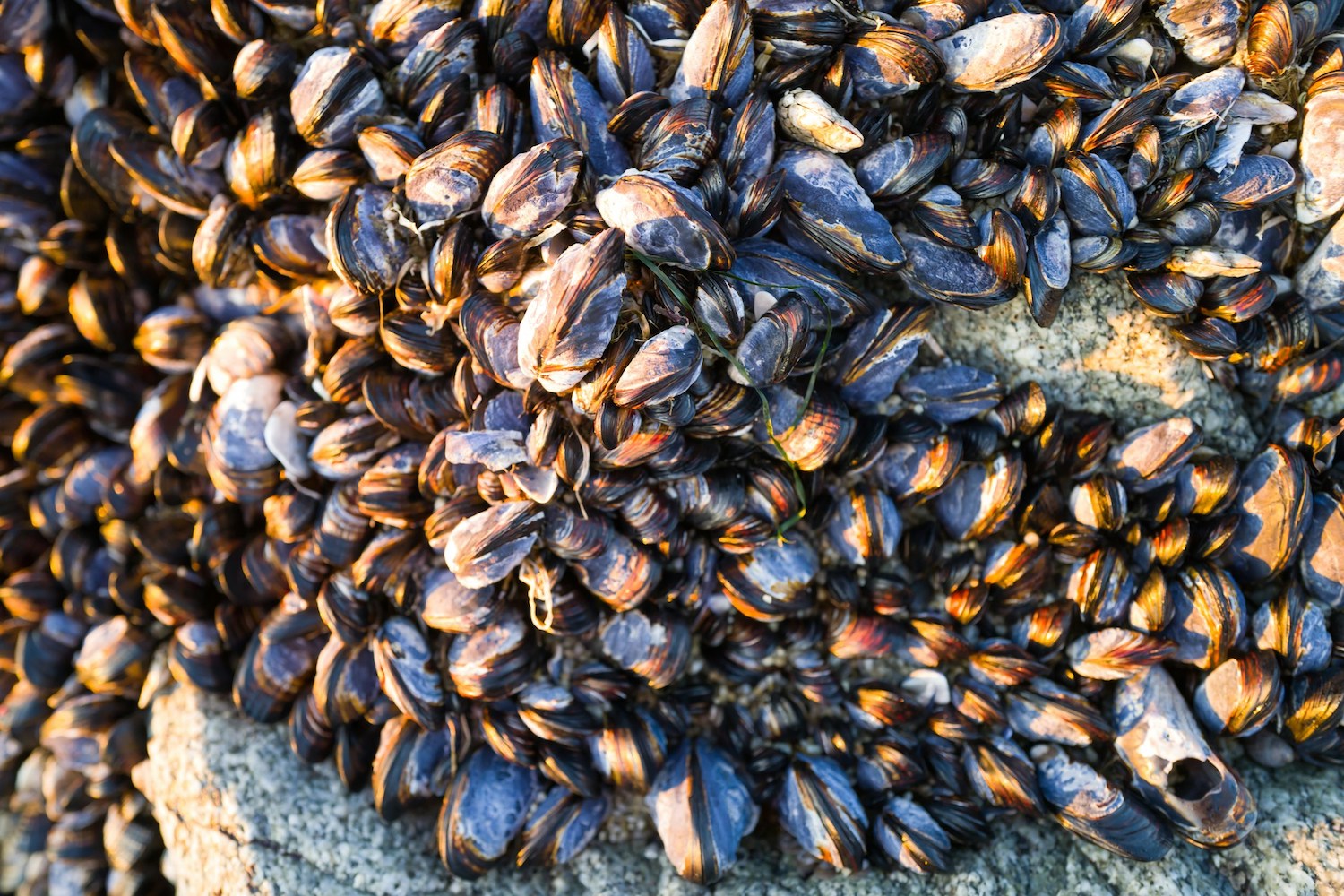 portion moules par personne