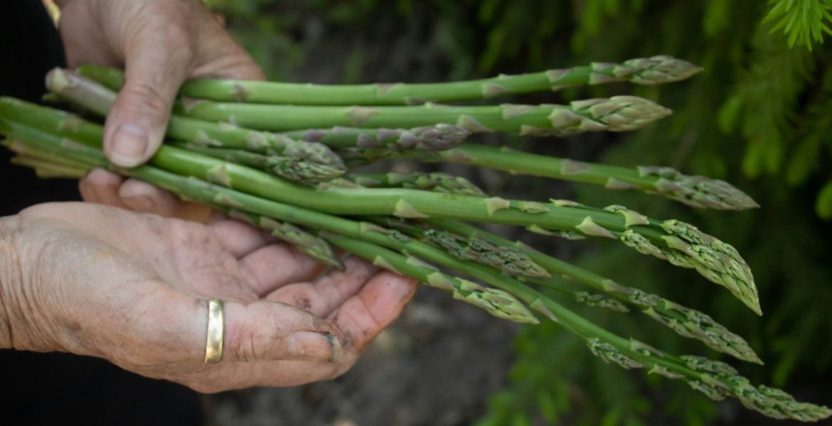 congélation des asperges