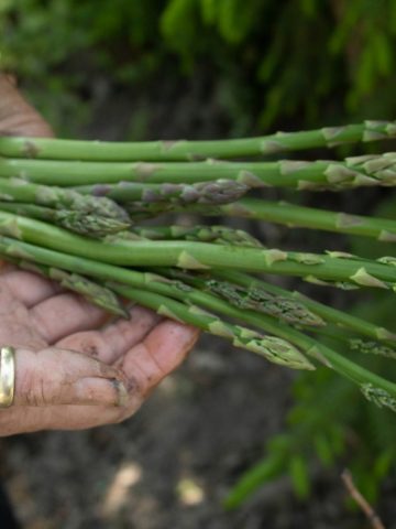 congélation des asperges