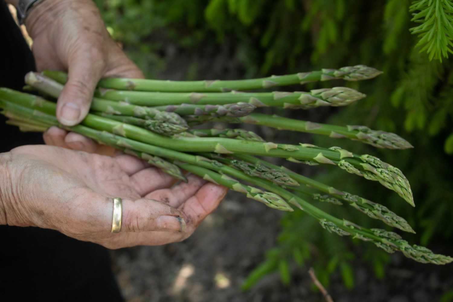 congélation des asperges