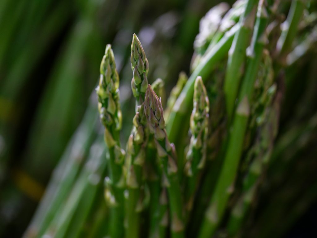 congélation des asperges