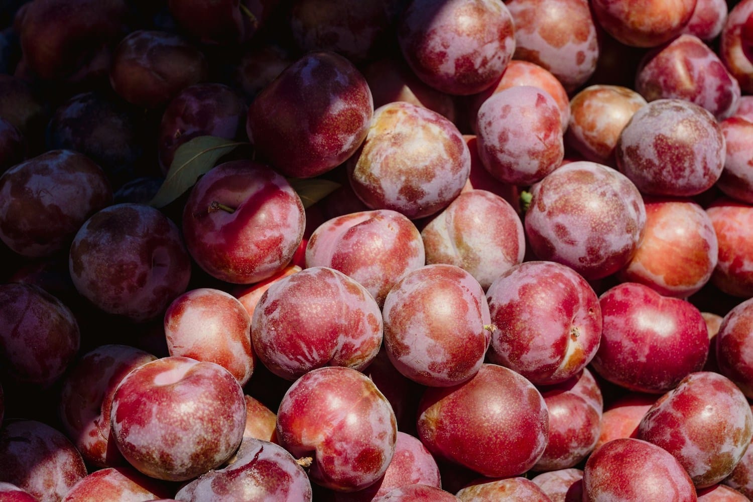 congeler des prunes