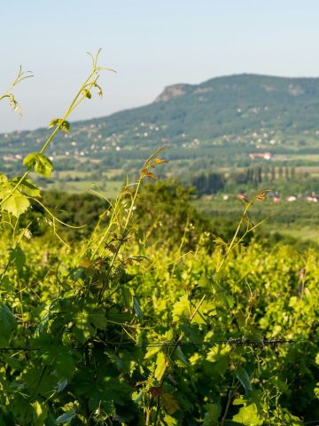 terroirs de Bourgogne