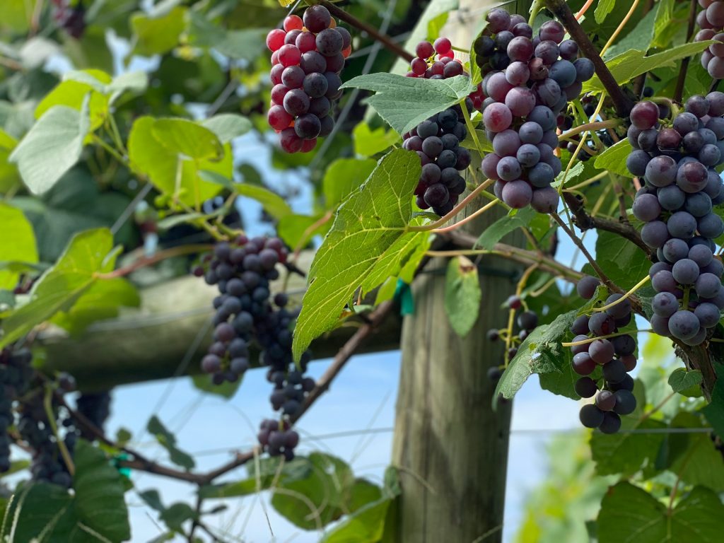 terroirs de Bourgogne