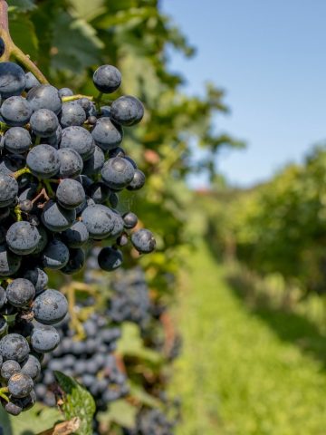 vendre du vin en ligne