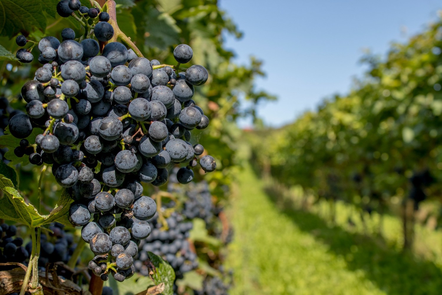 vendre du vin en ligne