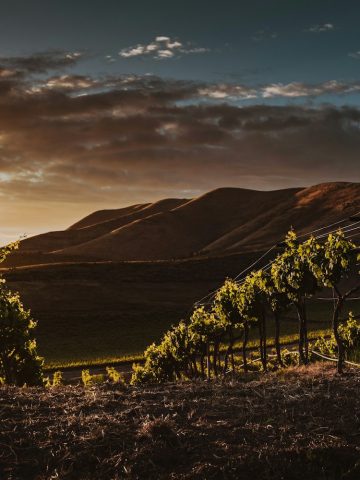 domaine de Pessac