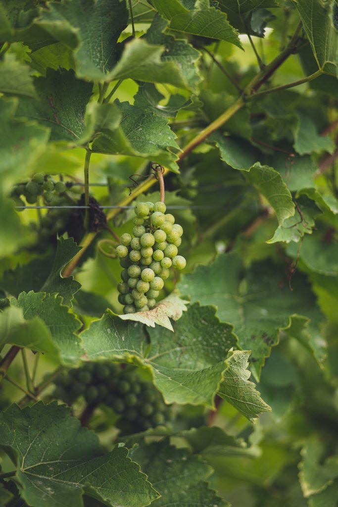 domaine de Pessac