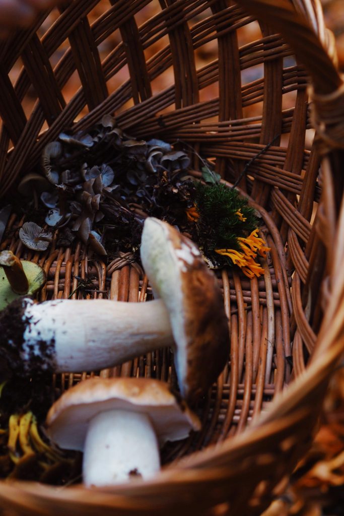 vin avec cèpes et girolles