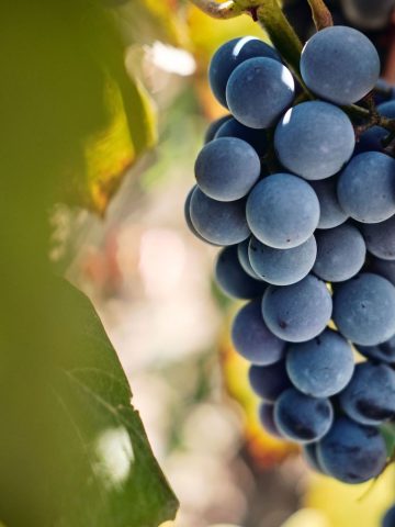 faire son vin à la maison