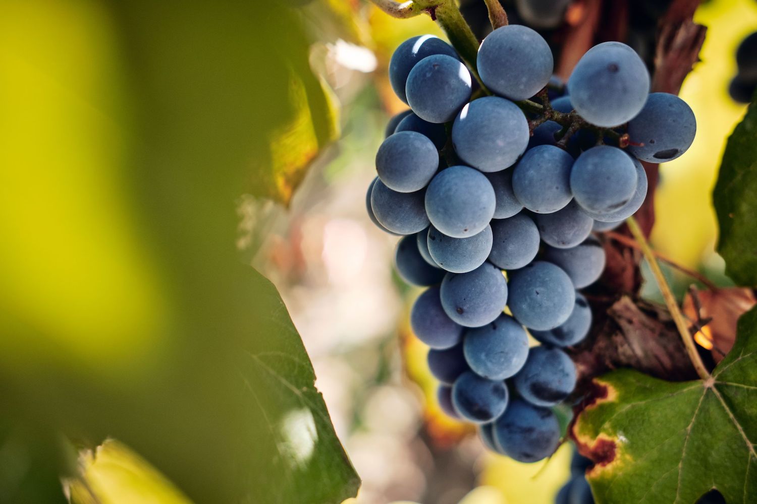faire son vin à la maison