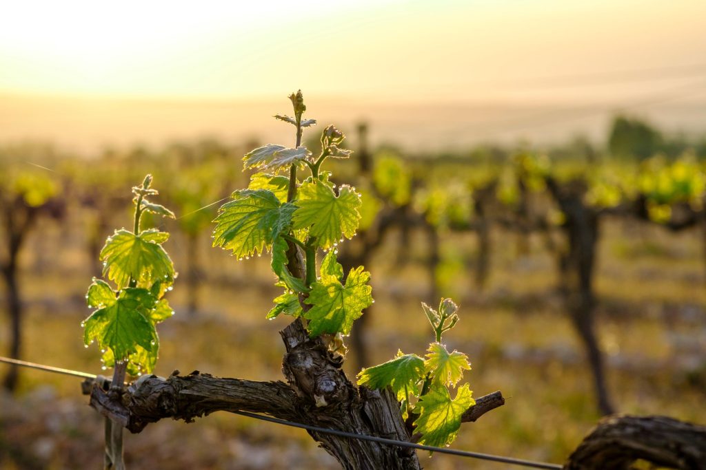 faire son vin à la maison